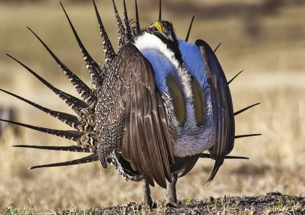 Two Dozen Riders Attacking Wildlife, Endangered Species, and At-Risk Habitats in House Spending Bills Must Be Removed